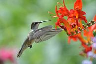 Fliegender Kolibri. von Tilly Meijer Miniaturansicht