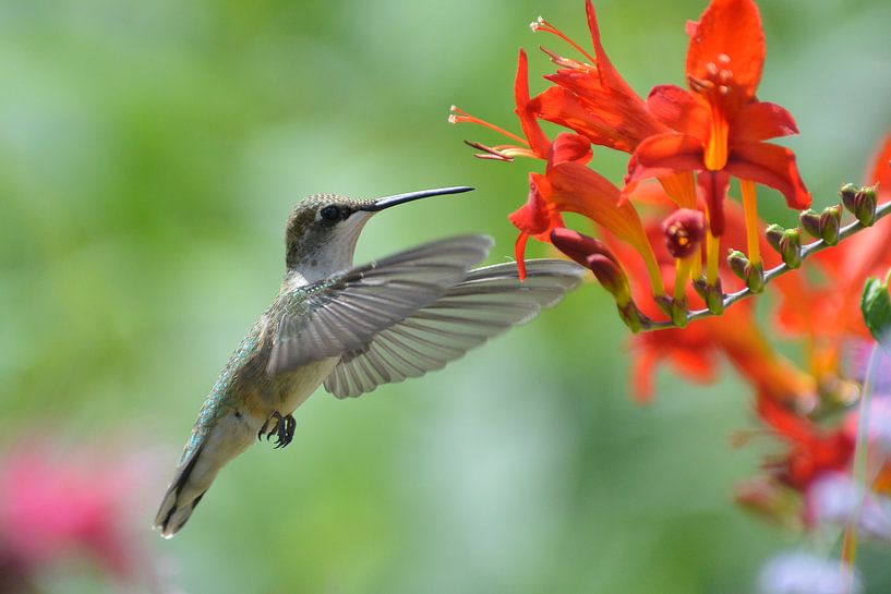 Vliegende kolibrie. van Tilly Meijer