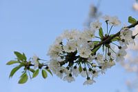 Weiße Blüte