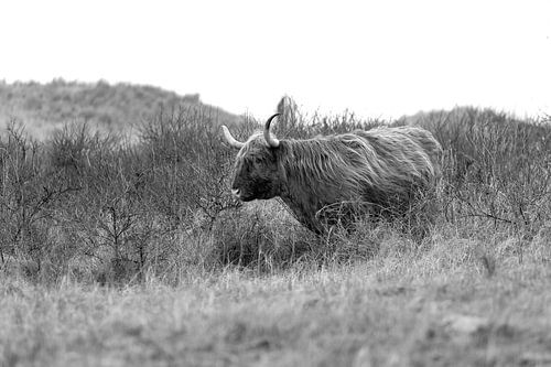 Schottischer Highlander in den Dünen schwarz und weiß von vincentdevriesfoto.nl