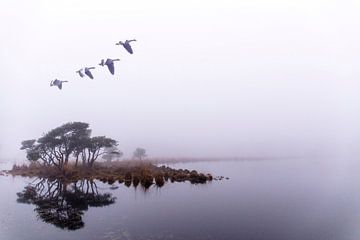 Flight into infinity. Strijbeek, Strijbeekse heath, North Brabant, Holland, by Ad Huijben