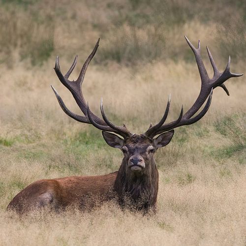 Rothirsch ist im Gras  - Cervus elaphus