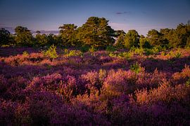 Blühende Heide bei Bakkeveen - Sonnenuntergang über der lila Landschaft