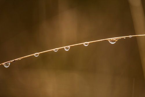 Regendruppels aan een tak