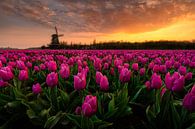 An amazing sunrise among the purple tulips van Costas Ganasos thumbnail