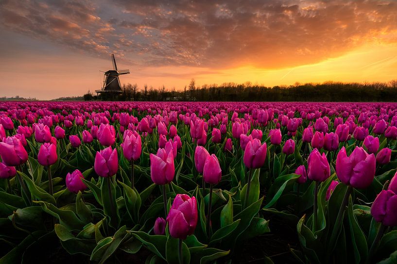 An amazing sunrise among the purple tulips van Costas Ganasos
