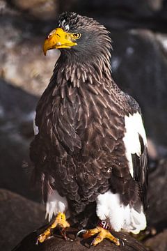 Énorme aigle de mer ou aigle à queue blanche de Steller au bec sanglant sur Michael Semenov