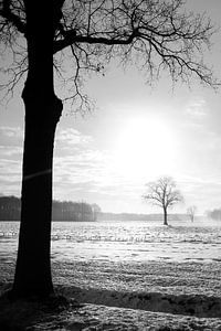 Arbre dans un paysage d'hiver sur Gonnie van de Schans