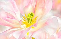 TulipCloseup