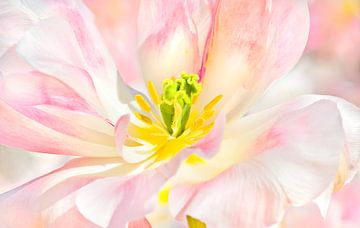 TulipCloseup by Dalex Photography