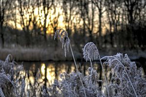 Reif im aufgehenden Licht der Sonne
