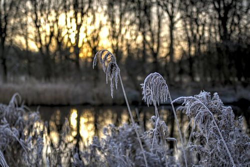 Rijp in de opkomende gloed van de zon