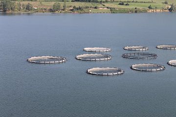 forrel kweken samsun