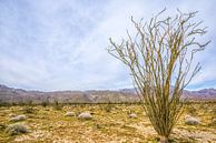 Ocotillo Morning - Borrego Springs by Joseph S Giacalone Photography thumbnail