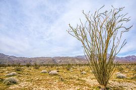 Ocotillo Morning - Borrego Springs by Joseph S Giacalone Photography