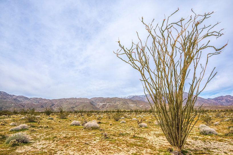 Ocotillo Morning - Borrego Springs by Joseph S Giacalone Photography