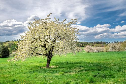 Landschap met een bloeiende kersenboom