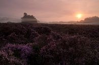 Paarse Heide in de mist op de Loonse en drunense duinen van Erwin Stevens thumbnail