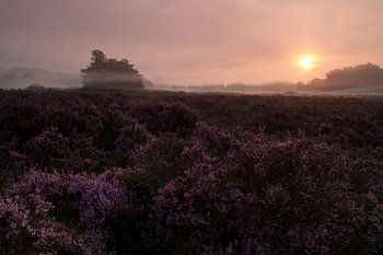 Paarse Heide in de mist op de Loonse en drunense duinen