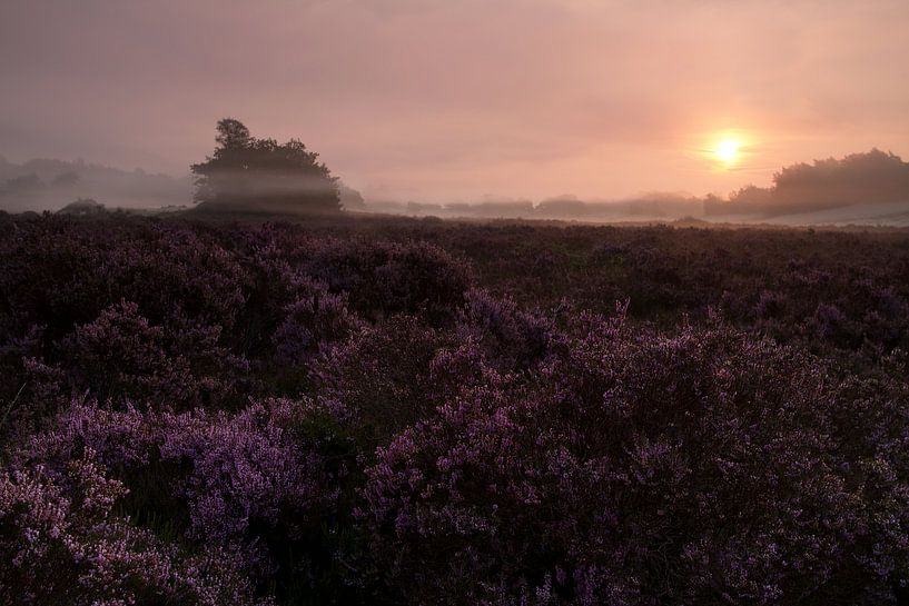 Violette Heide im Nebel auf den Dünen von Loonse und Drunense von Erwin Stevens