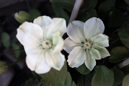 De eerste bloemen in de tuin in het Emsland