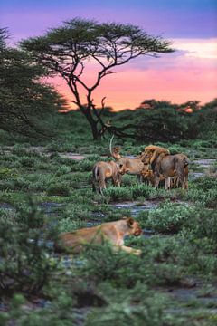 Namibie Etosha - Une meute de lions le matin sur Jean Claude Castor