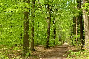 Belle forêt au printemps