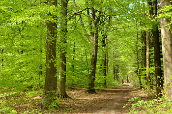 Belle forêt au printemps