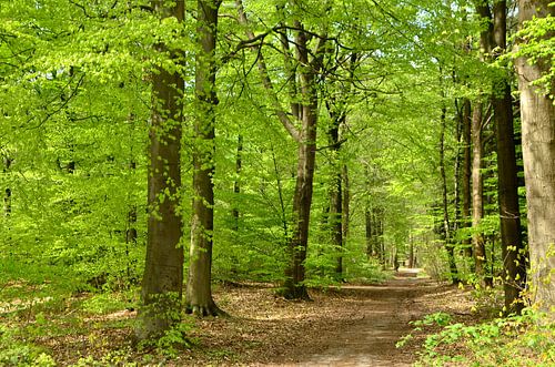 Beautiful forest in spring