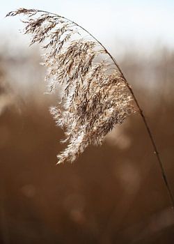 Riet