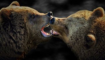 2 ours bruns sur Maickel Dedeken