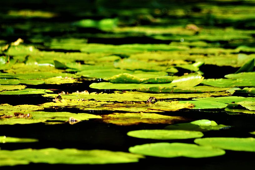 Waterlelies by David van Coowijk