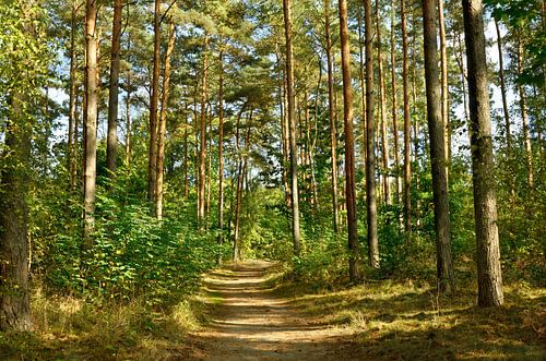 Bospad van Violetta Honkisz