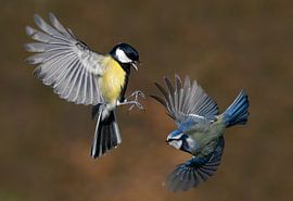 Mezengevecht von Gejo Wassink