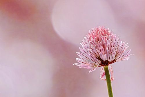 Clover