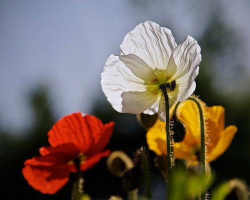IJslandse papavers