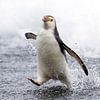 Rennende Royal Penguin (Eudyptes schlegeli) van Beschermingswerk voor aan uw muur
