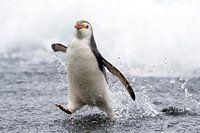 Running Royal Penguin (Eudyptes schlegeli)