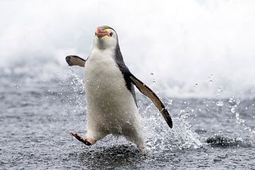 Rennende Royal Penguin (Eudyptes schlegeli) van Beschermingswerk voor aan uw muur