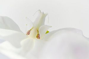 Weiße Orchidee, close-up