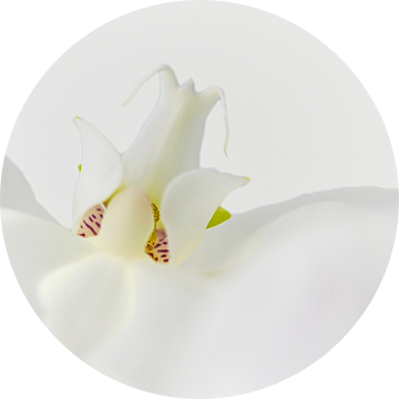 Witte orchidee, detailopname van Rietje Bulthuis