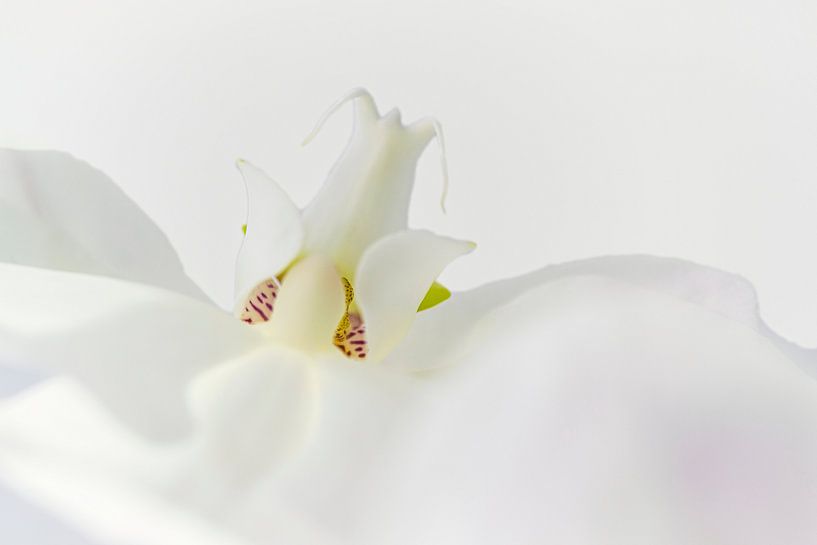Witte orchidee, detailopname van Rietje Bulthuis