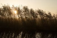 Sunrise through the reeds