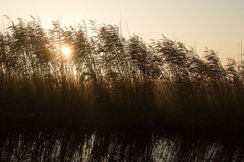 Zonsopkomst door het riet