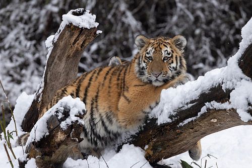 Tijgerwelp geniet van de sneeuw