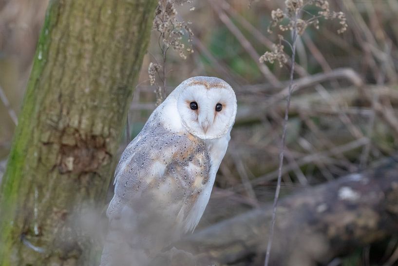 Barn owl by Bas Groenendijk