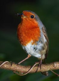 Robins by arnemoonsfotografie