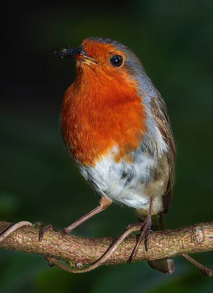 Robins von arnemoonsfotografie