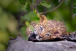 Baby Leopard von Jos van Bommel