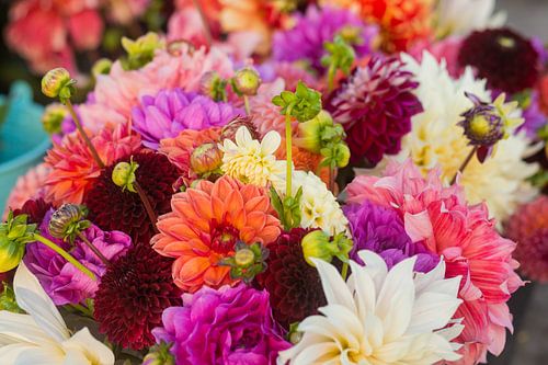 Verschiedenfarbige Dahlienblüten in einem großen Strauß